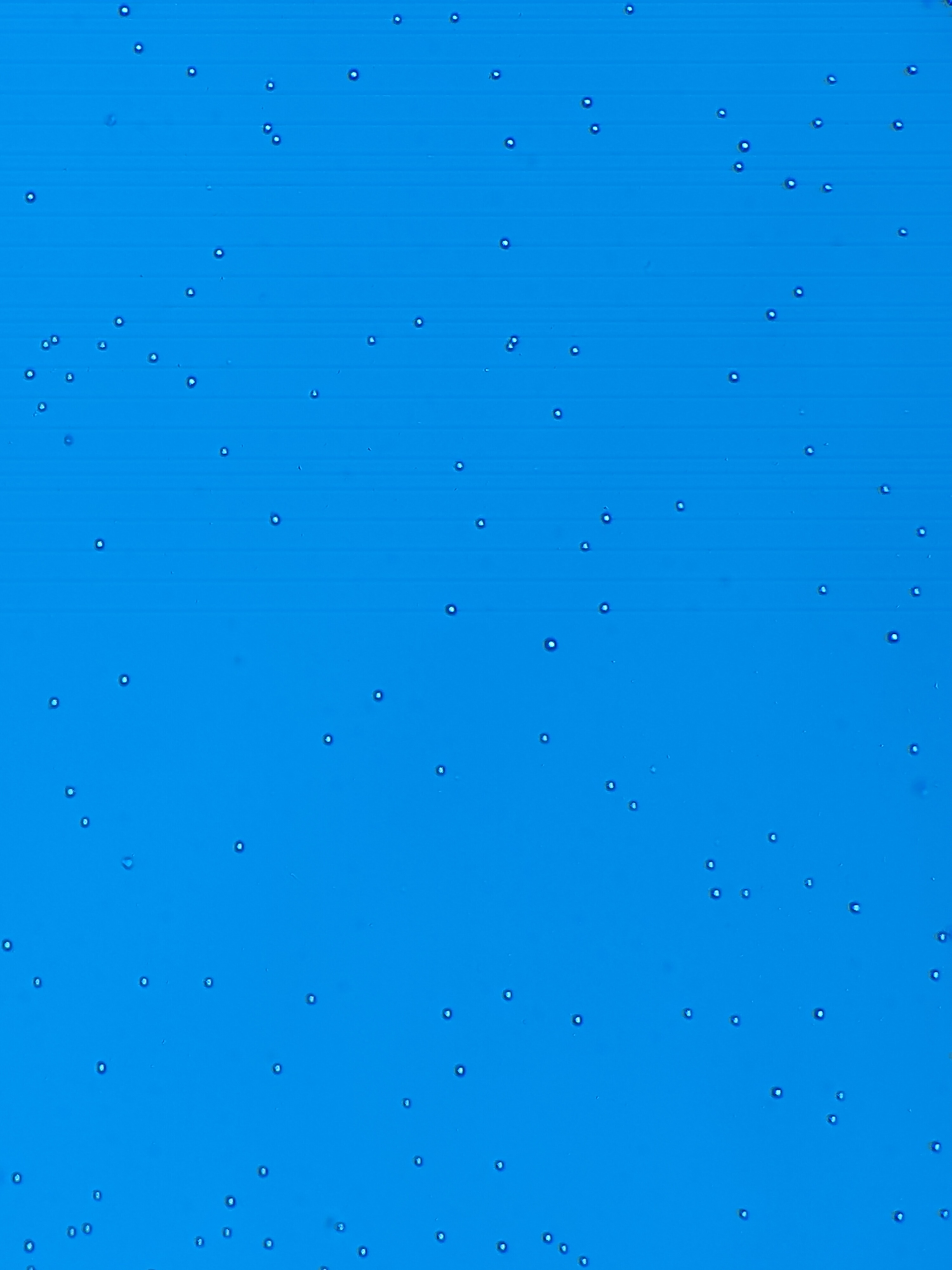 Cell_Counting_NBSLab_LowConc Object Detection Model by TspnrLab