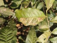 Leaf Segmentation project thumbnail