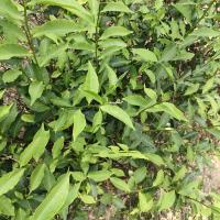 tea leaf detection project thumbnail