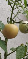 tomatoes-2-2wvhj-jlrm project thumbnail