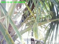 Coconut Stem project thumbnail