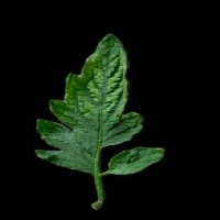 plant leaf project thumbnail