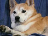 cat-dog project thumbnail