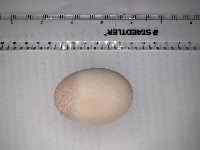 Egg Size AI project thumbnail