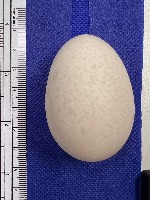 weight egg project thumbnail