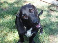 Find dogs project thumbnail