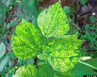 Smart Plant Guardian 2.0 project thumbnail