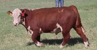 Cow, Calf, or Bull project thumbnail