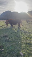 Cattle Identification project thumbnail