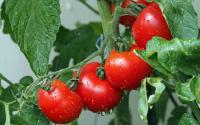 Tomatoes project thumbnail
