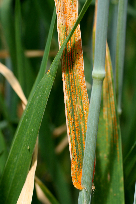 Leaf Rust Object Detection Dataset by wheat