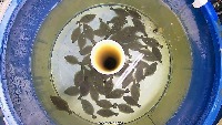 1024_bomsusex project thumbnail