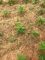 SESAME PLANT project thumbnail