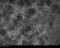 Ice Crystal Segmentation project thumbnail