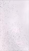 leylekler_bird_detection project thumbnail