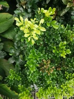 plantsdetection project thumbnail
