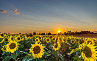 sunflower_plantdetection project thumbnail