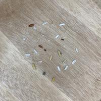 Rice Classifier project thumbnail