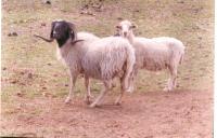 Livestock_Breed_Classifier project thumbnail