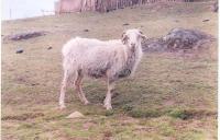 Livestock-Biometric-Phenotyping project thumbnail