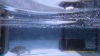 fish-project project thumbnail