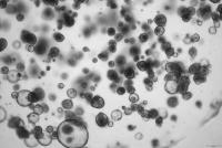 organoid-segmentation project thumbnail