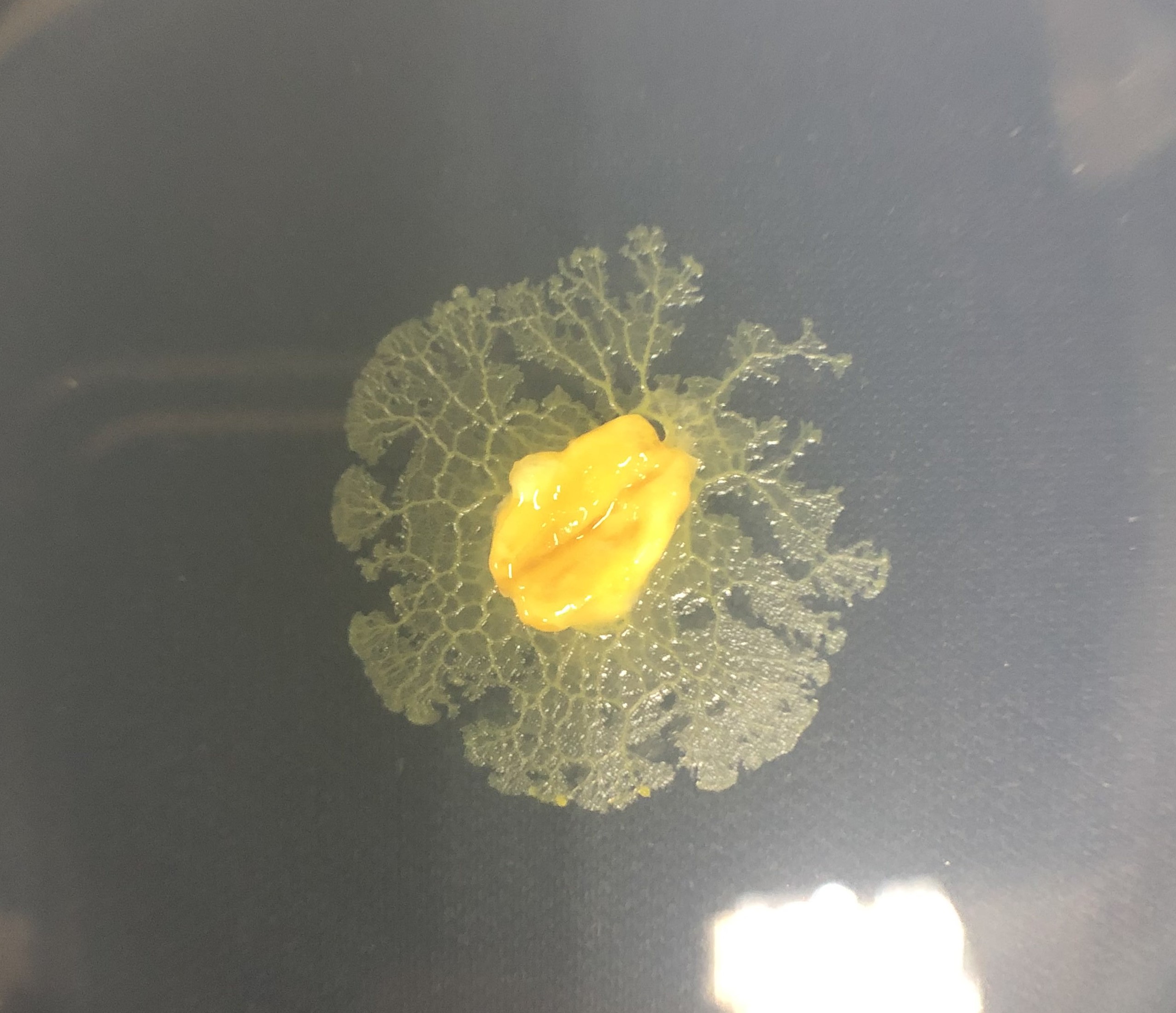 PLASMODIA