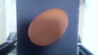 egg project thumbnail