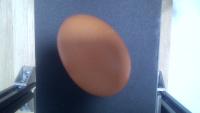 Egg project thumbnail