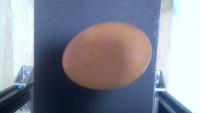 egg project thumbnail