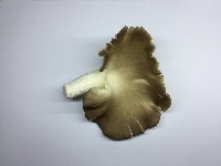 MushGradeV2 project thumbnail
