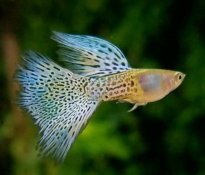 Fish Classification Object Detection Model by Musharraf project
