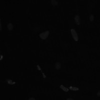 YoloV7 NucDec project thumbnail