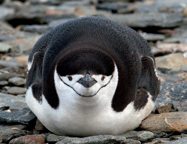 Penguins Object Detection Dataset (v1, 2022-06-20 4:43pm) by Study Project