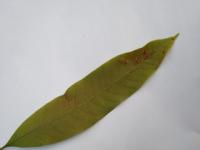 automated mango leaf disease project thumbnail