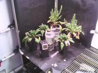 9p individual plant object project thumbnail