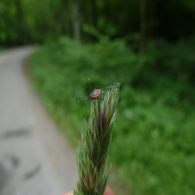test_images_yolo8 Object Detection Dataset by bbbbbb