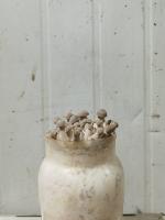 Deer Antler Mushroom project thumbnail