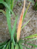 Rice-Leaf-Disease Instance Segmentation Model by RiceLeafDiseaseDetection