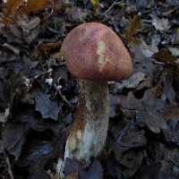 Dataset Image