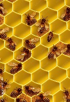  Honey harvesting  project thumbnail
