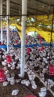 chicks_detection project thumbnail