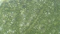 stomata-daun-sirsak-semantic project thumbnail