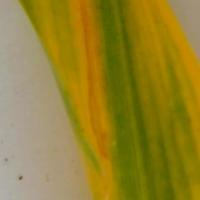 corn-leaf-diseases 2 project thumbnail