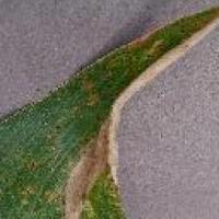 corn-leaf-diseases 2 project thumbnail