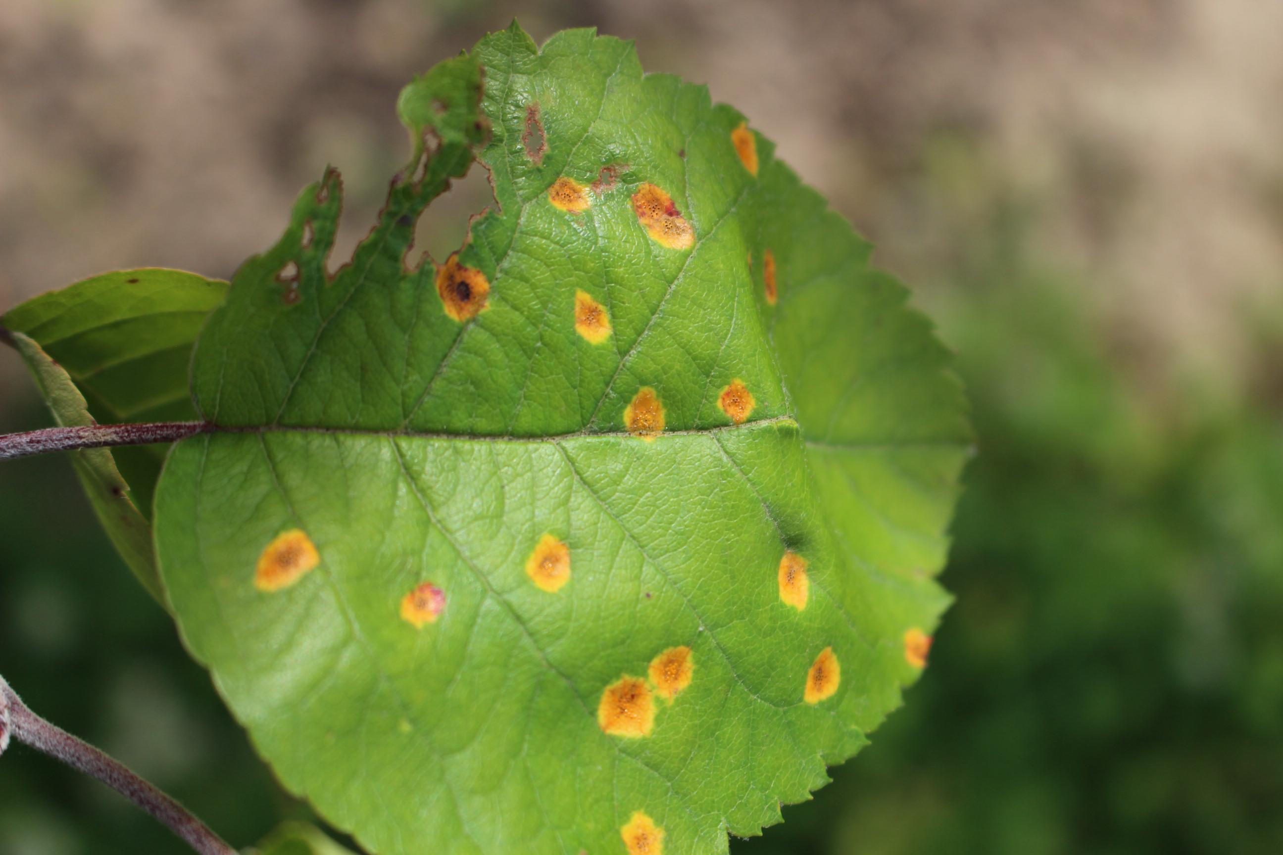 Disease leaf Object Detection Model by apple pen