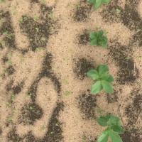 Weed detection project thumbnail