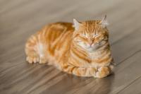 cat project thumbnail