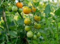 Ripe and Unripe Tomatoes project thumbnail