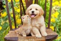 Cat and Dogs detection 2 project thumbnail